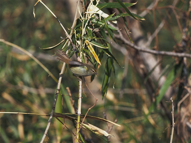 EOCX,Japanese Bush Warbler